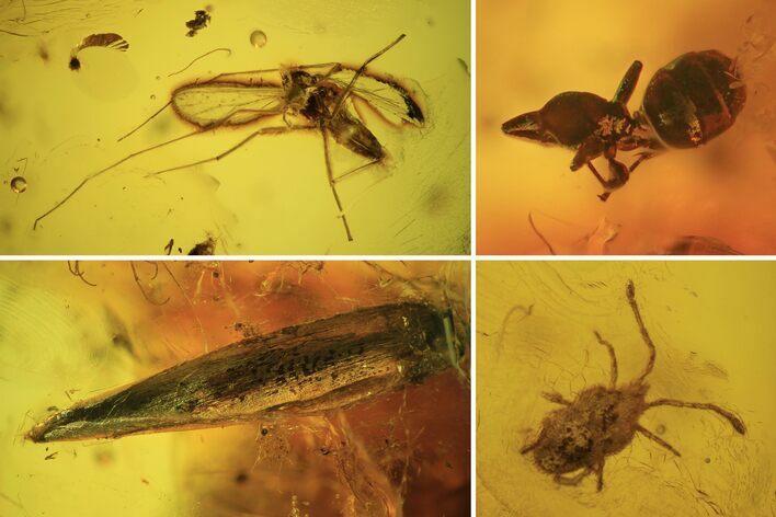 Fossil Ant, Two Flies And Mite In Baltic Amber #109490